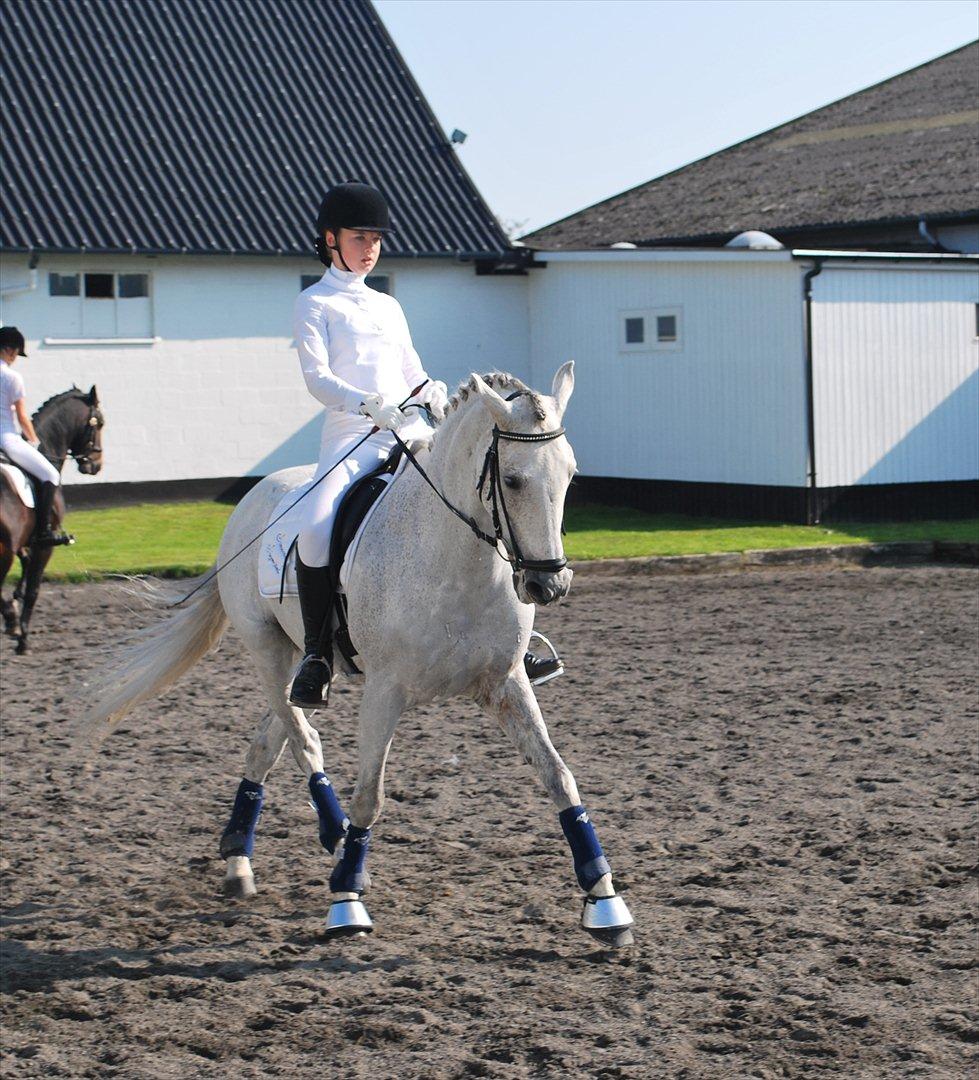 Hollandsk Sportspony LOOK AT ME - Opvarmning på NSR 2011 :D lææker pony fyr <3
 billede 2