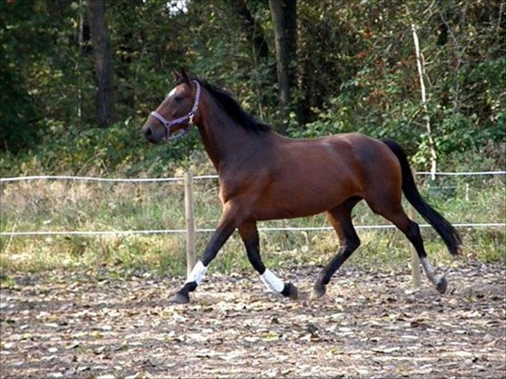 Dansk Varmblod Jutlandias Bianca - Solgt - Løs på ridebanen, Landlyst efterår 2011 billede 1