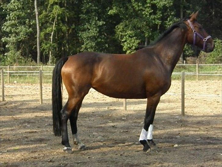 Dansk Varmblod Jutlandias Bianca - Solgt billede 7