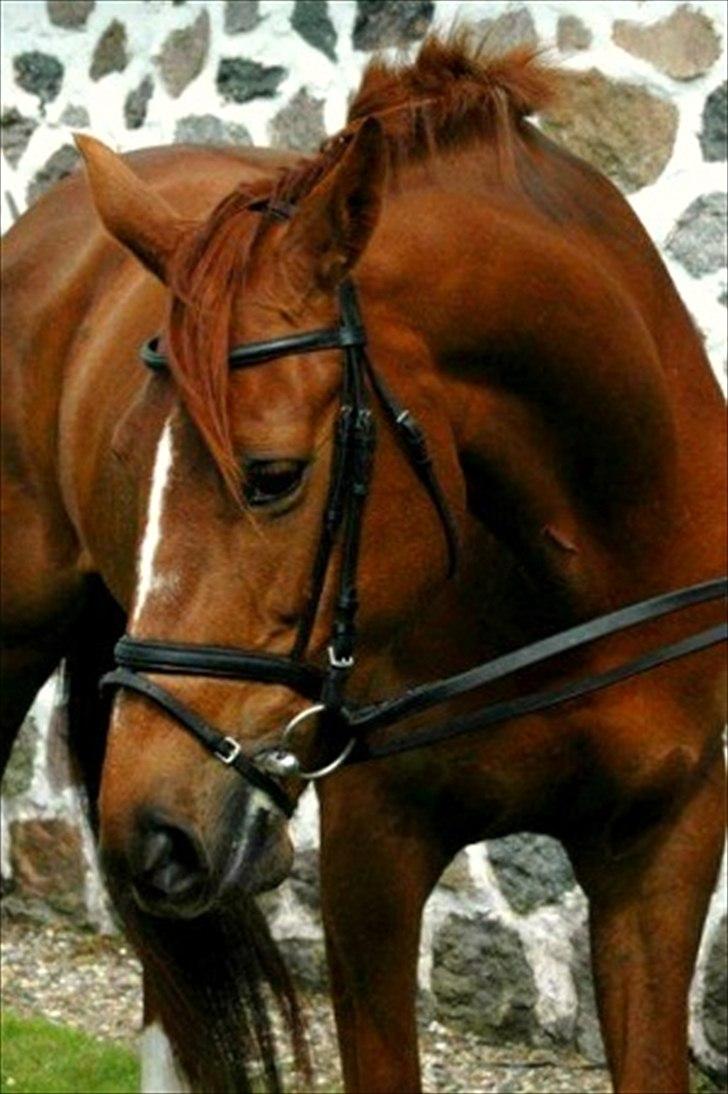 Dansk Varmblod Selina Guinnes  - Min smukke hest Selina <3 billede 1