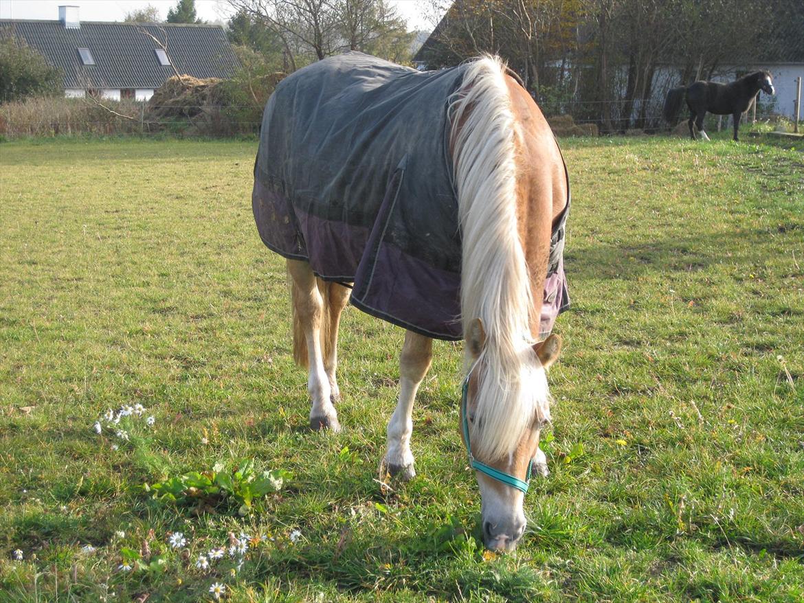 Haflinger Enggaardens Lotchen - 25. oktober 2009. billede 13