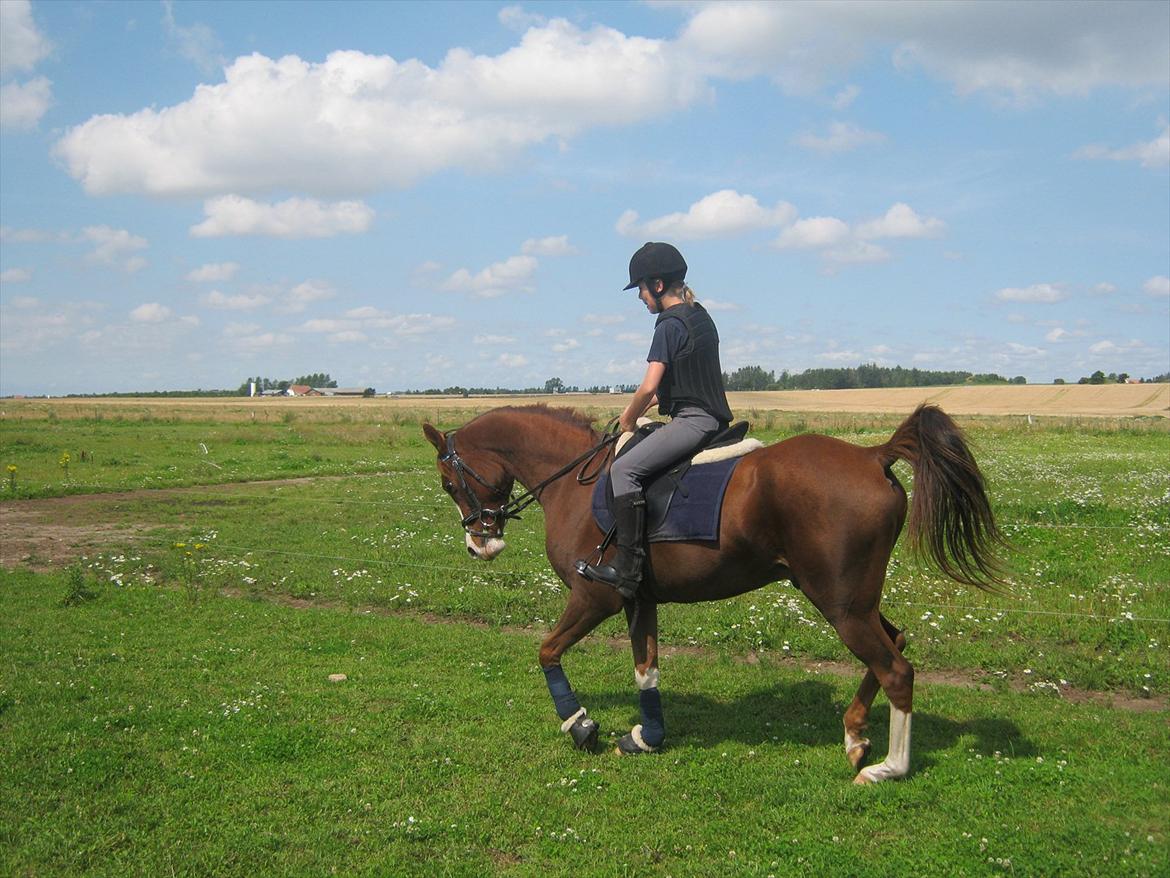 Arabisk fuldblod (OX) ryttergårdens Shado billede 15