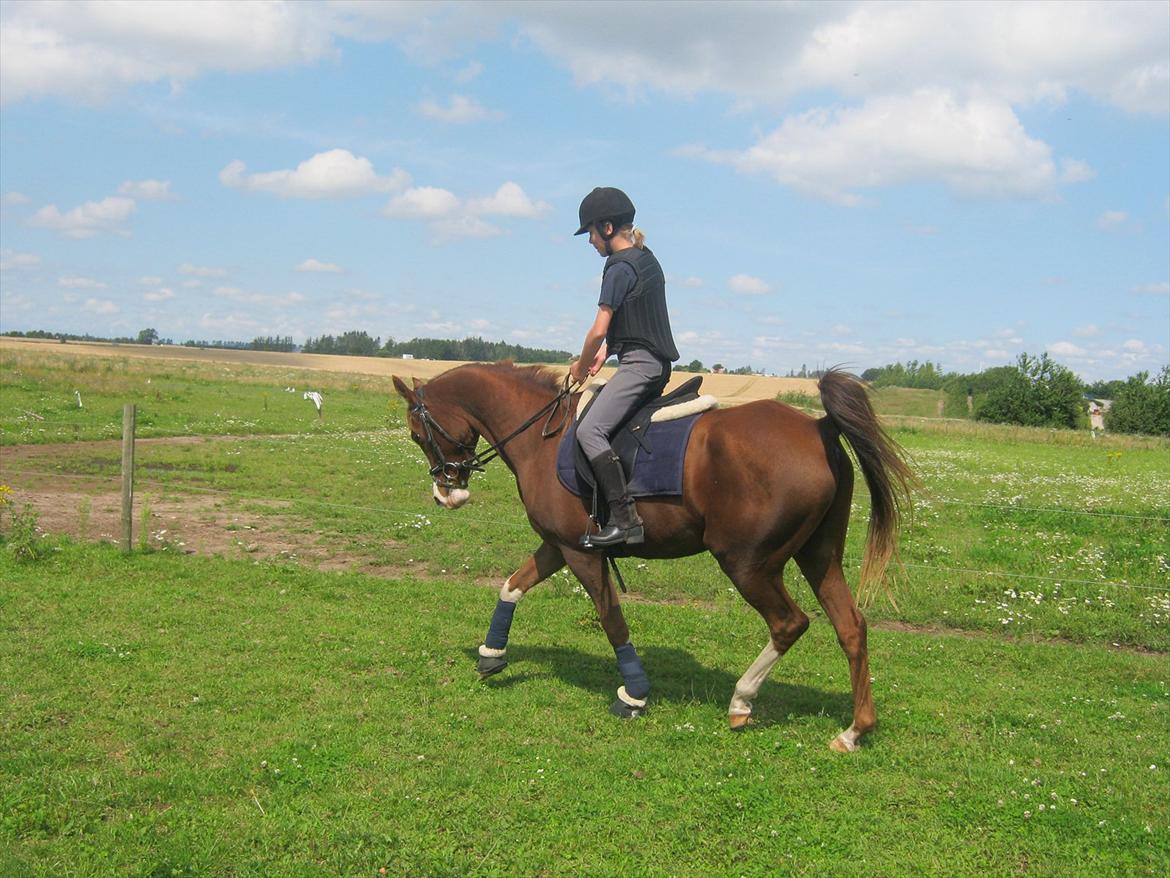 Arabisk fuldblod (OX) ryttergårdens Shado billede 16