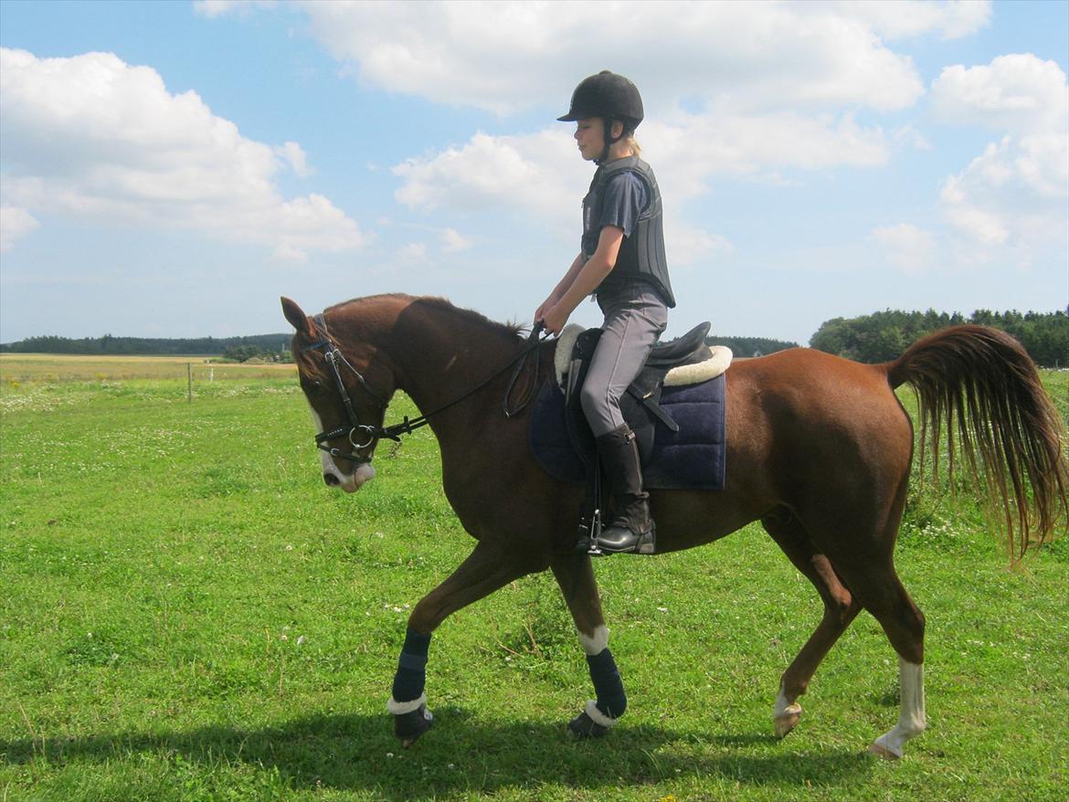 Arabisk fuldblod (OX) ryttergårdens Shado billede 17