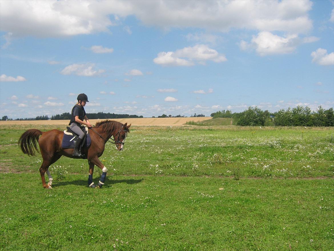 Arabisk fuldblod (OX) ryttergårdens Shado billede 18