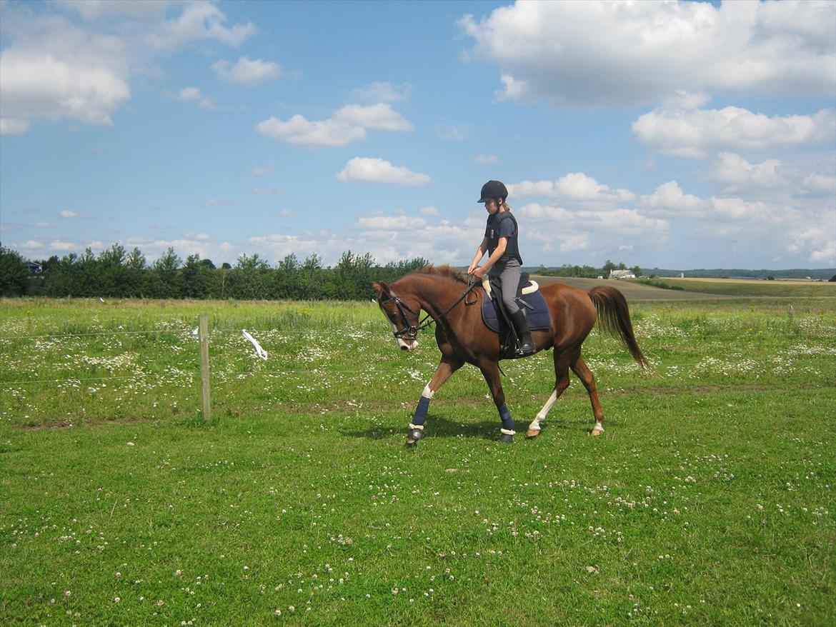 Arabisk fuldblod (OX) ryttergårdens Shado billede 19