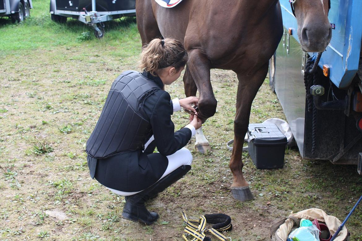 Dansk Varmblod Nørremøllehøjs Daisy  billede 4