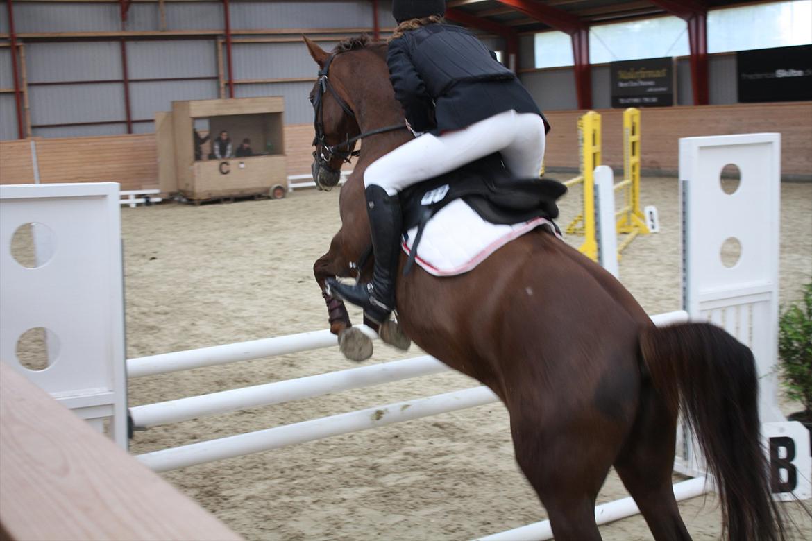 Dansk Varmblod Nørremøllehøjs Daisy  billede 6