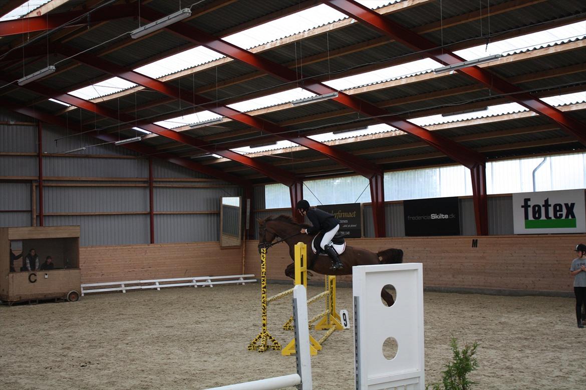 Dansk Varmblod Nørremøllehøjs Daisy  billede 7