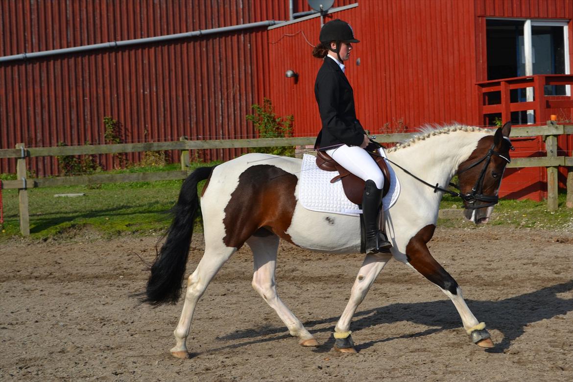 Anden særlig race Lola - Opvarmning til dressurstævne d. 25/9-11 - ØRK billede 6