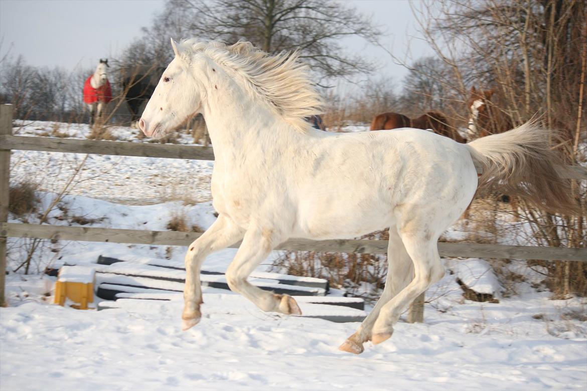 Knabstrupper Bolero - Vinter 2009 billede 1