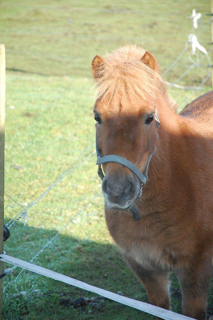 Shetlænder Valde *SOLGT* billede 1