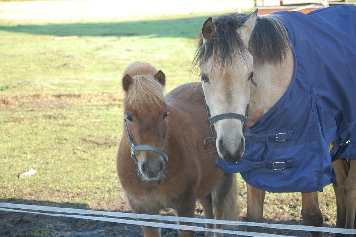 Shetlænder Valde *SOLGT* billede 2