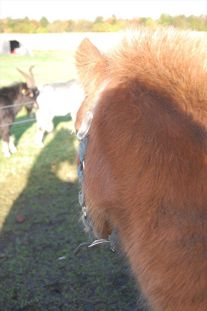 Shetlænder Valde *SOLGT* billede 3