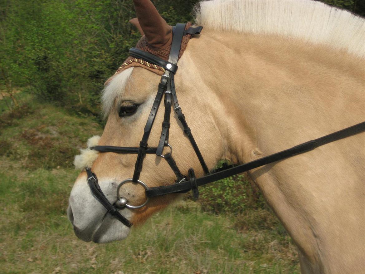 Fjordhest Musse <3  billede 10