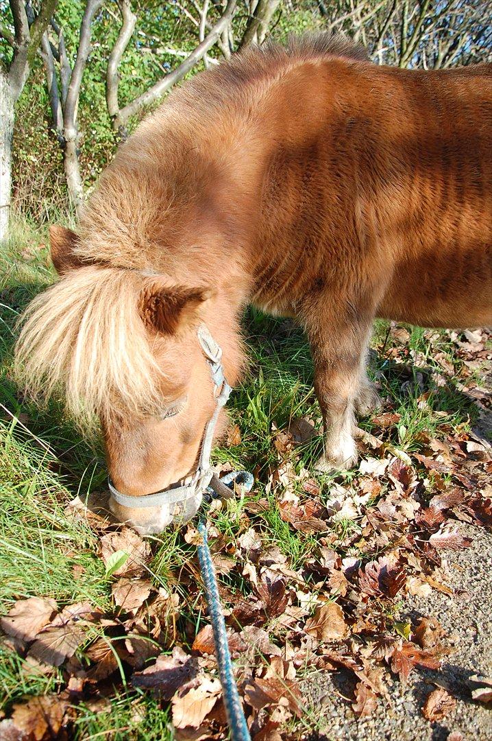 Shetlænder Valde *SOLGT* billede 4