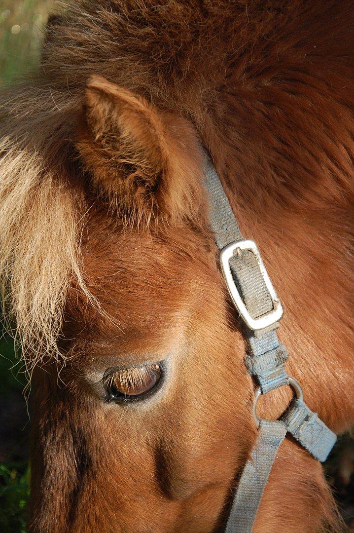 Shetlænder Valde *SOLGT* billede 5