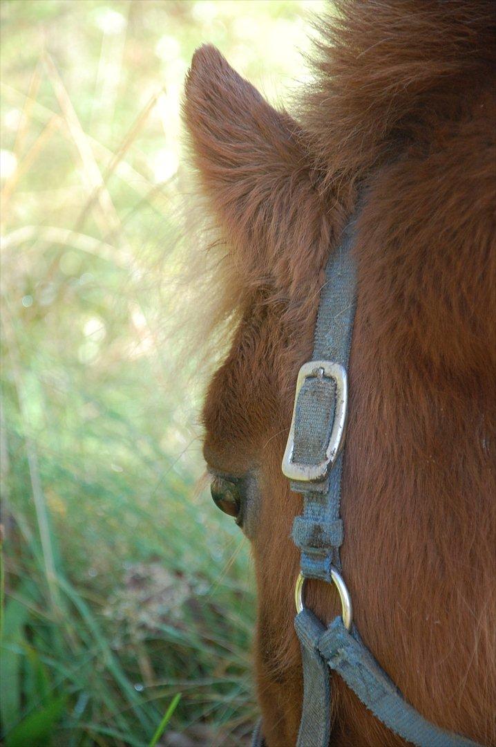 Shetlænder Valde *SOLGT* billede 6