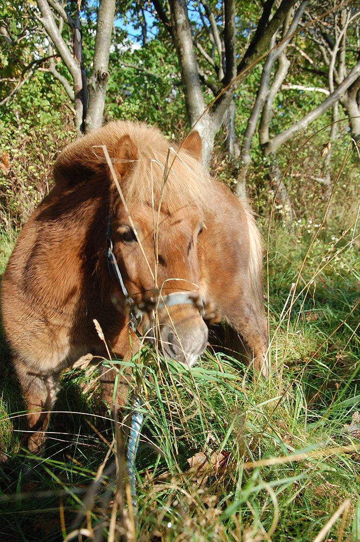 Shetlænder Valde *SOLGT* billede 7