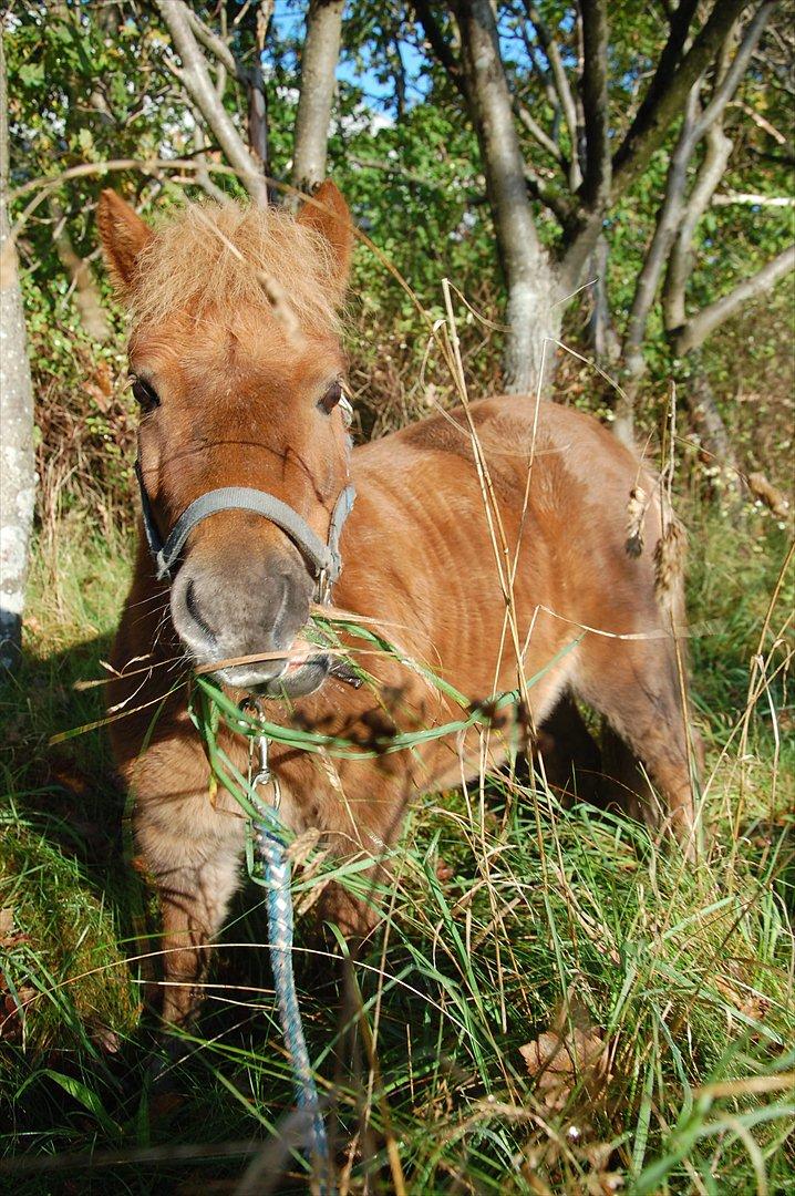 Shetlænder Valde *SOLGT* billede 8