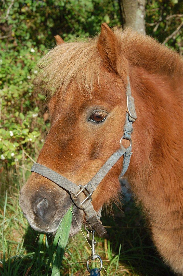 Shetlænder Valde *SOLGT* billede 9
