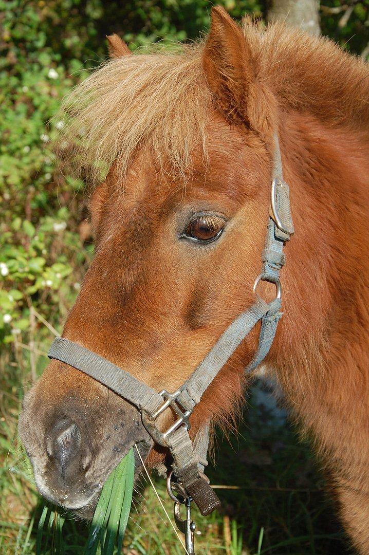 Shetlænder Valde *SOLGT* billede 10
