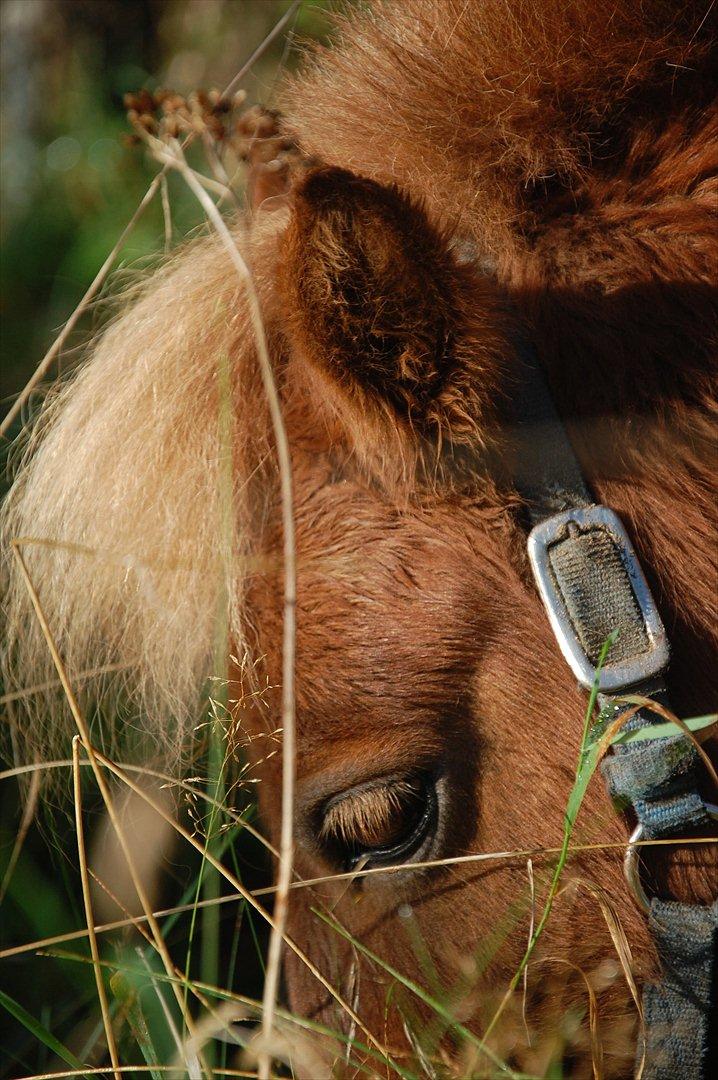 Shetlænder Valde *SOLGT* billede 11