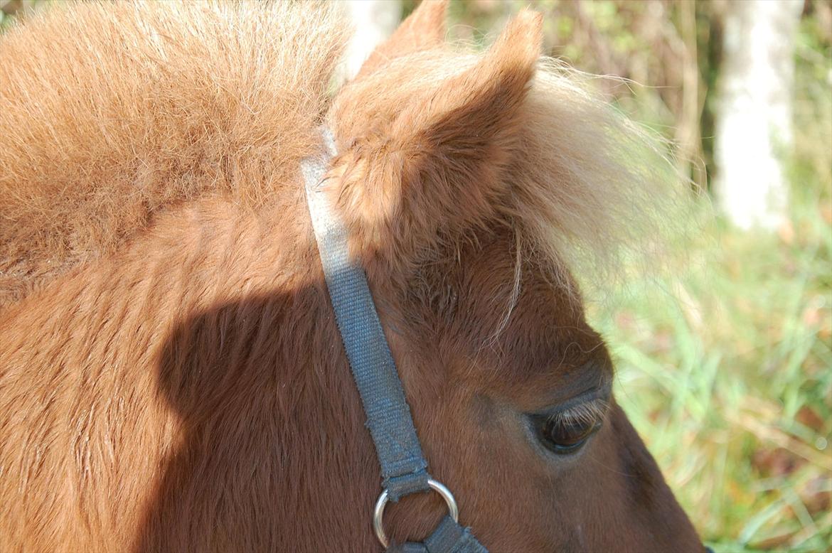 Shetlænder Valde *SOLGT* billede 12