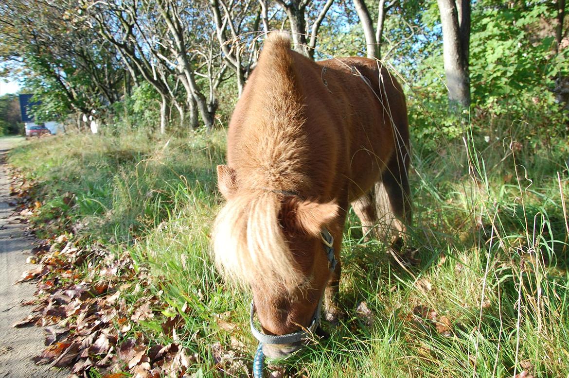 Shetlænder Valde *SOLGT* billede 13