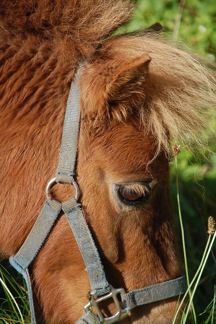 Shetlænder Valde *SOLGT* billede 14