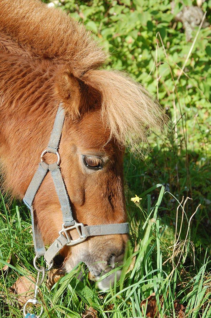 Shetlænder Valde *SOLGT* billede 15