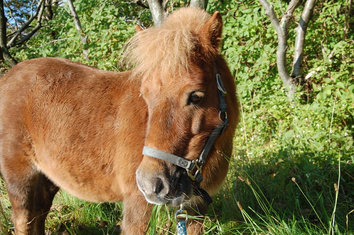 Shetlænder Valde *SOLGT* billede 16
