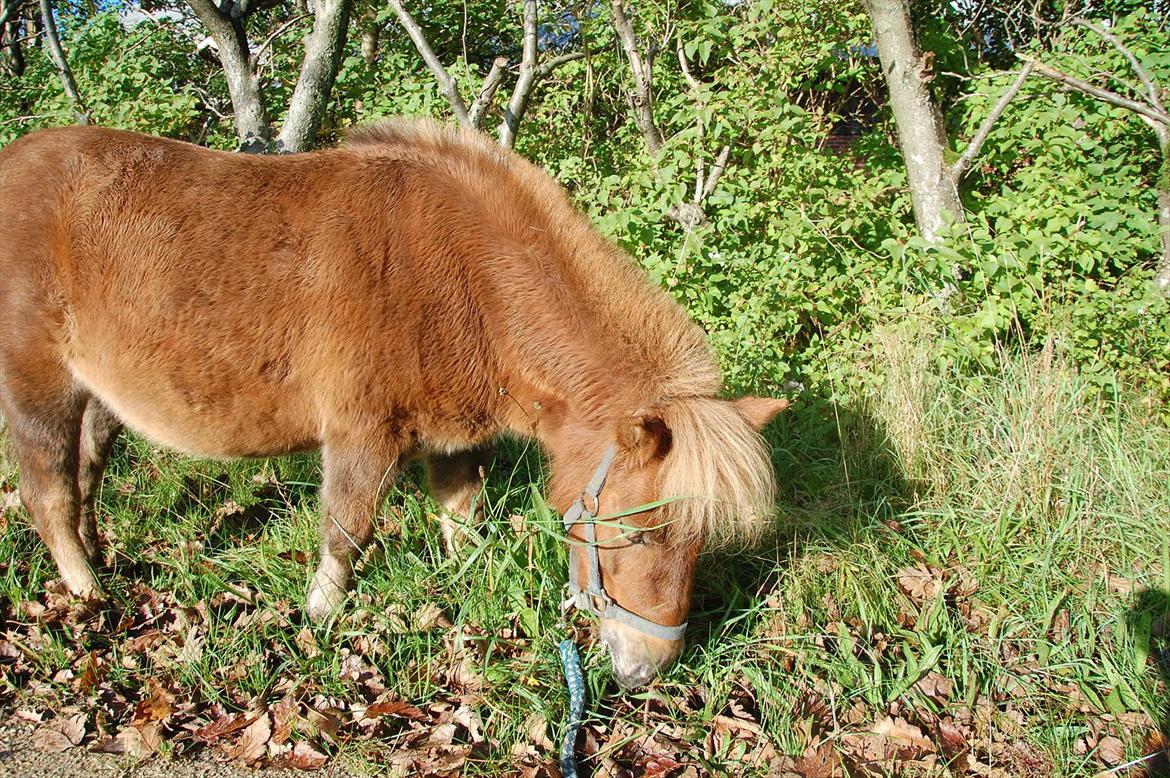 Shetlænder Valde *SOLGT* billede 17