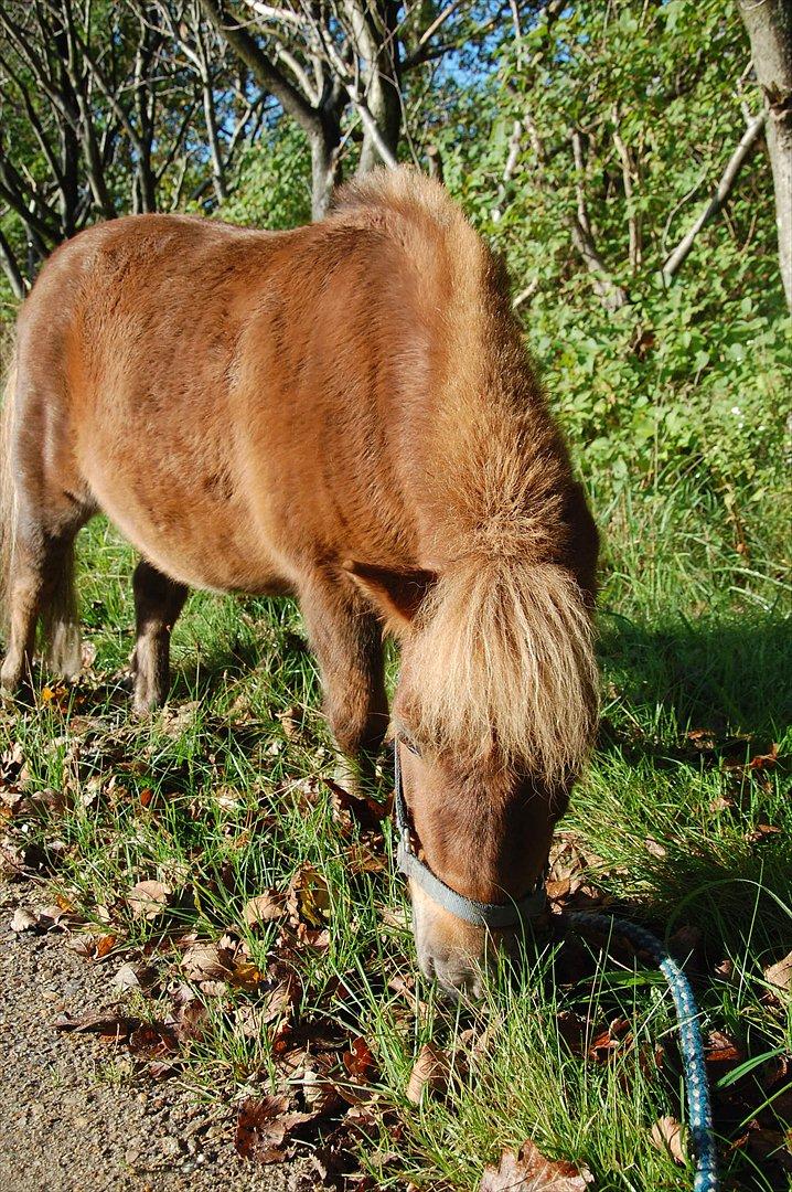 Shetlænder Valde *SOLGT* billede 18