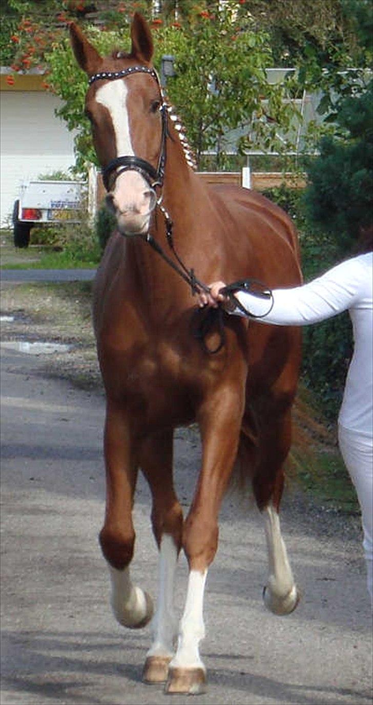 Frederiksborg Vivaldi´s Meg Ryan - Her vises Meg Ryan på hård bund til hendes færdigkåring som 3 års.2011.
Foto Christina Vedel. billede 19