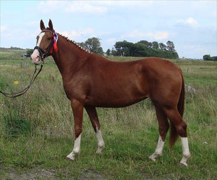 Frederiksborg Vivaldi´s Meg Ryan - Her står Meg Ryan, som færdigkåret 3 års hoppe. Hun blev på dagen fløjhoppe og kåret i 1. klasse.
Foto : Christina Vedel. billede 20