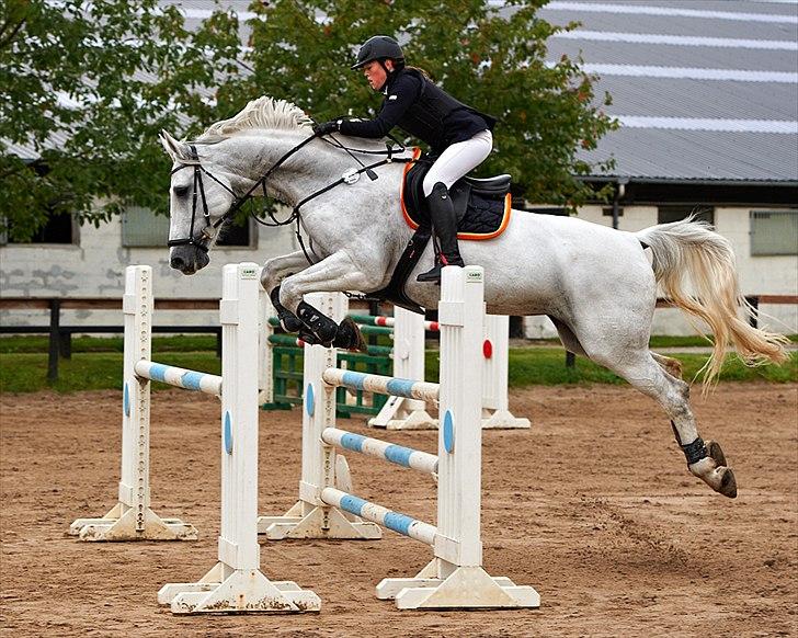 Dansk Varmblod - Z Op's Sweetheart - 2. plads i LB1* i BAR . Foto: Animal Print billede 8