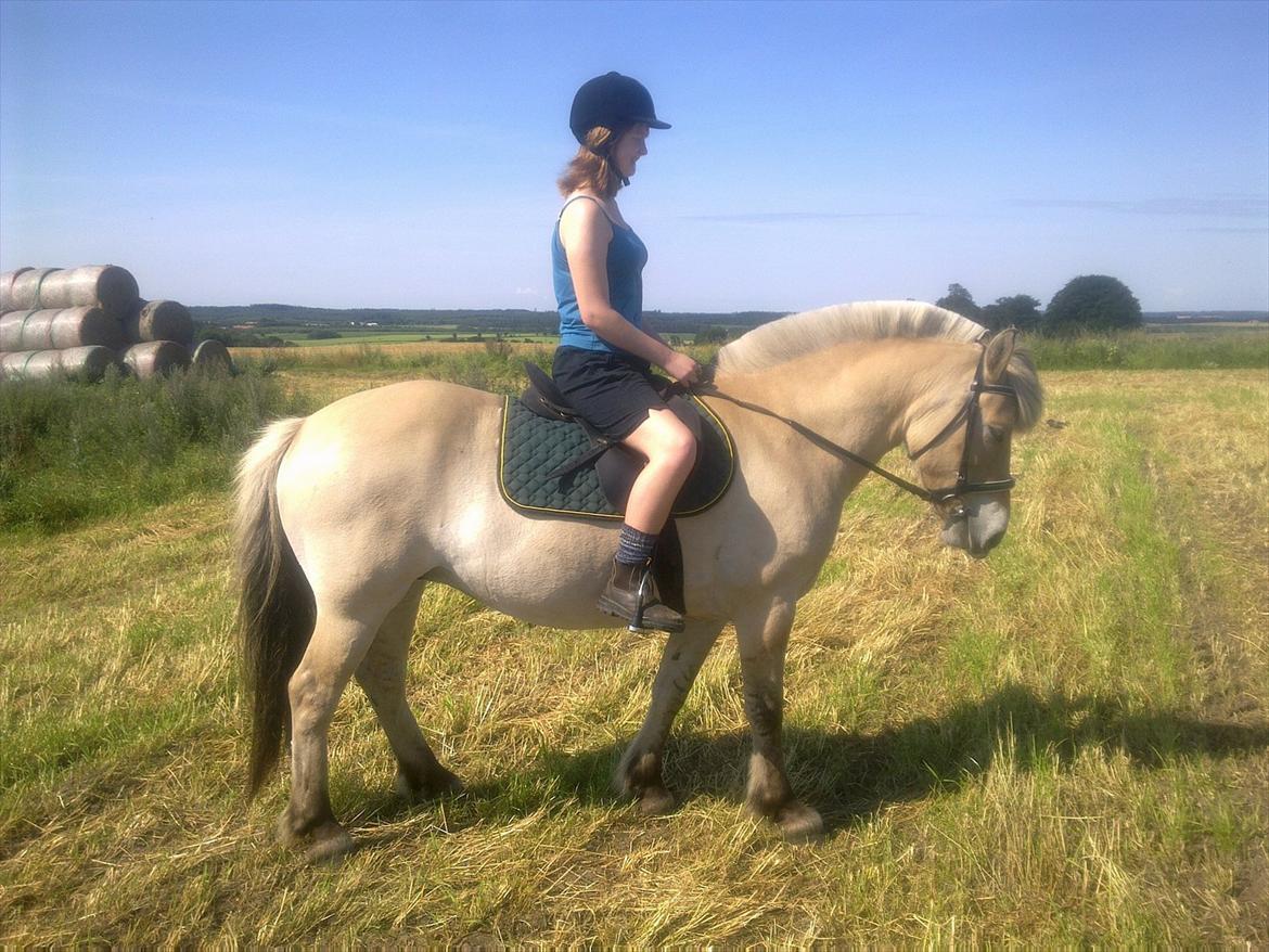 Fjordhest kildegårdens fie *RIP* billede 15