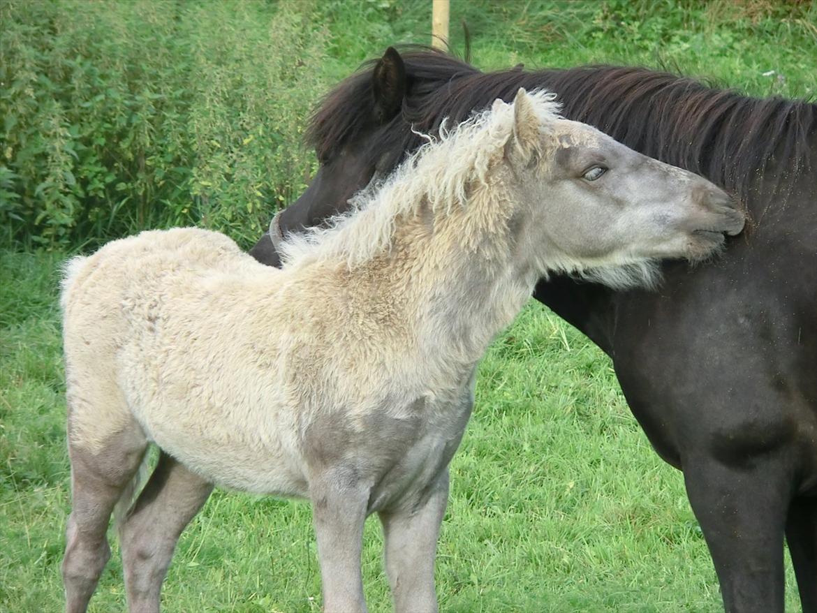 Islænder Djarfur fra Egelyst - Nyeste billede 3 måneder gammel billede 3