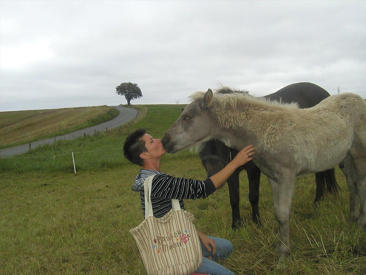 Islænder Djarfur fra Egelyst - Ah et kys til "mor" billede 2