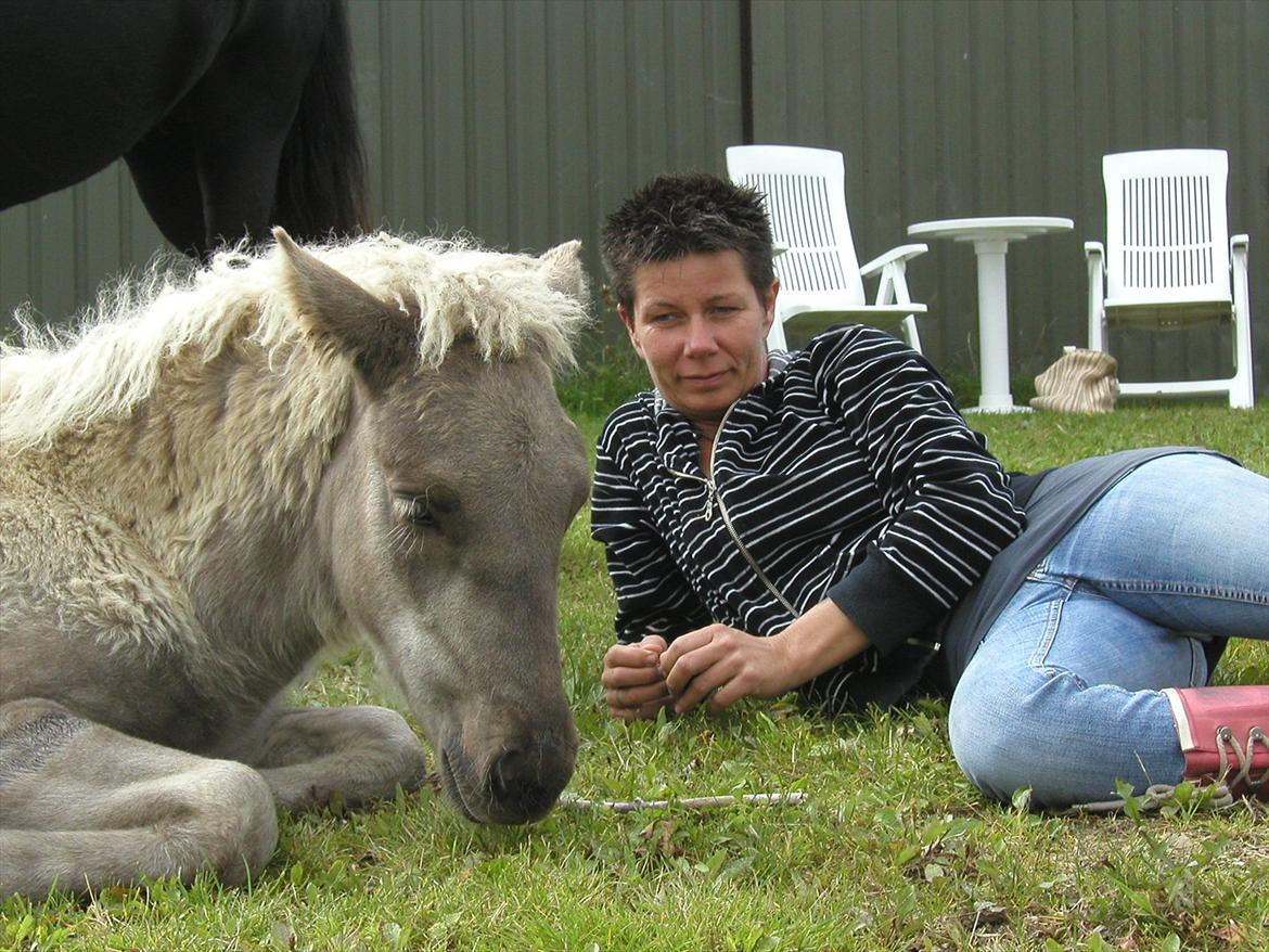Islænder Djarfur fra Egelyst - Min dejlige dreng :-) billede 1