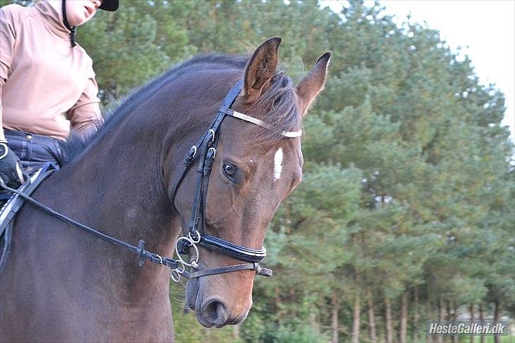 Anden særlig race Merlot R.I.P <3 - Merlot smukke hovde <3 Af Celina ;) billedet 15 billede 14