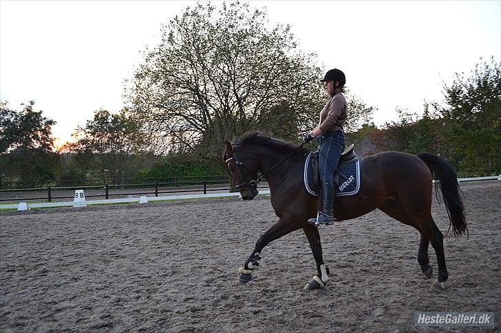 Anden særlig race Merlot R.I.P <3 - Merlots flotte gang <3 Af Celina ;) billedet 4 billede 4