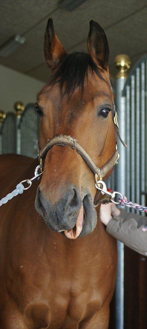 Anden særlig race La Estralja De Maikon (Lucky) passede solgt og sav - foto janine tusind tak!:-) billede 3