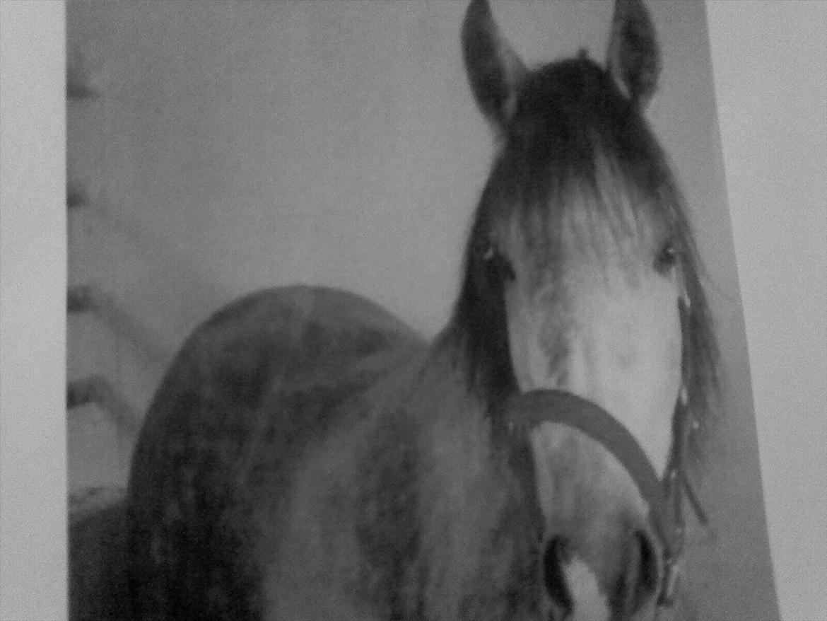 Anden særlig race Pink Lady <3 savnet   billede 11