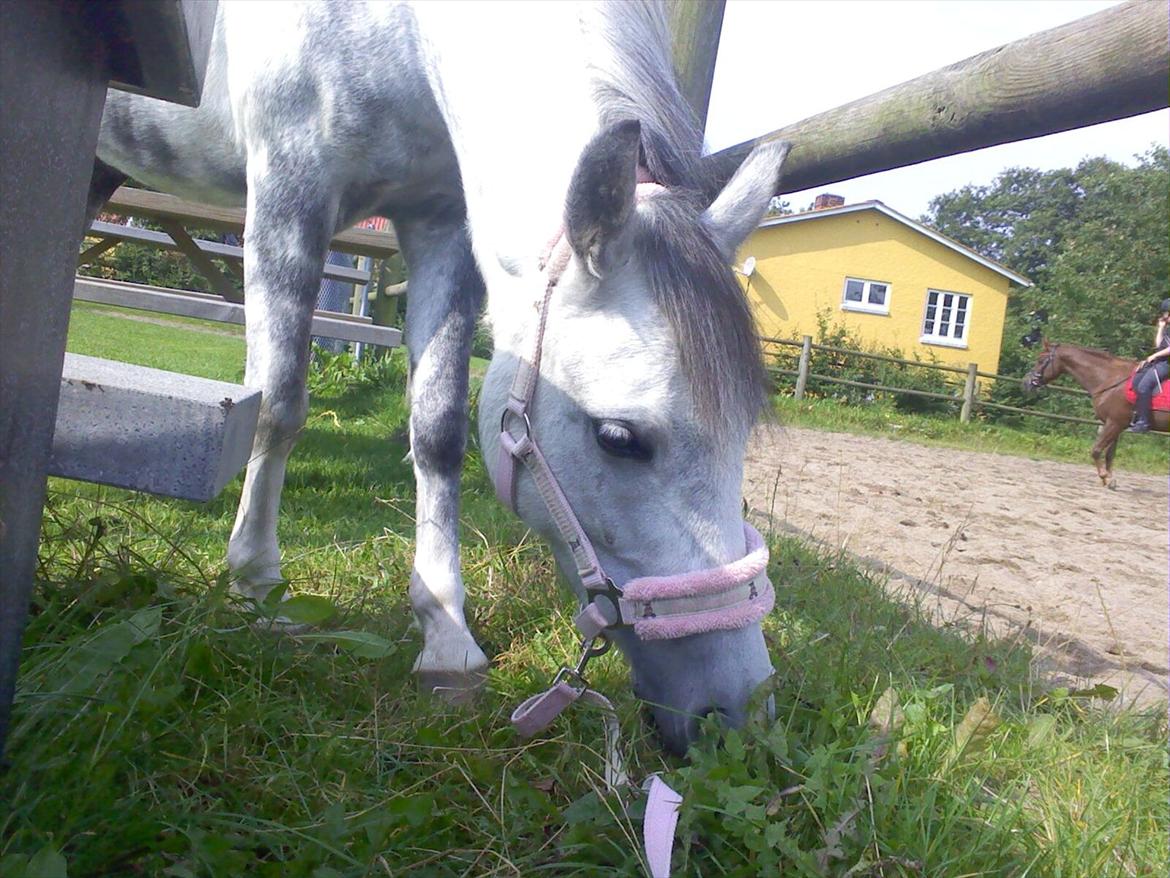 Anden særlig race Pink Lady <3 savnet   billede 13