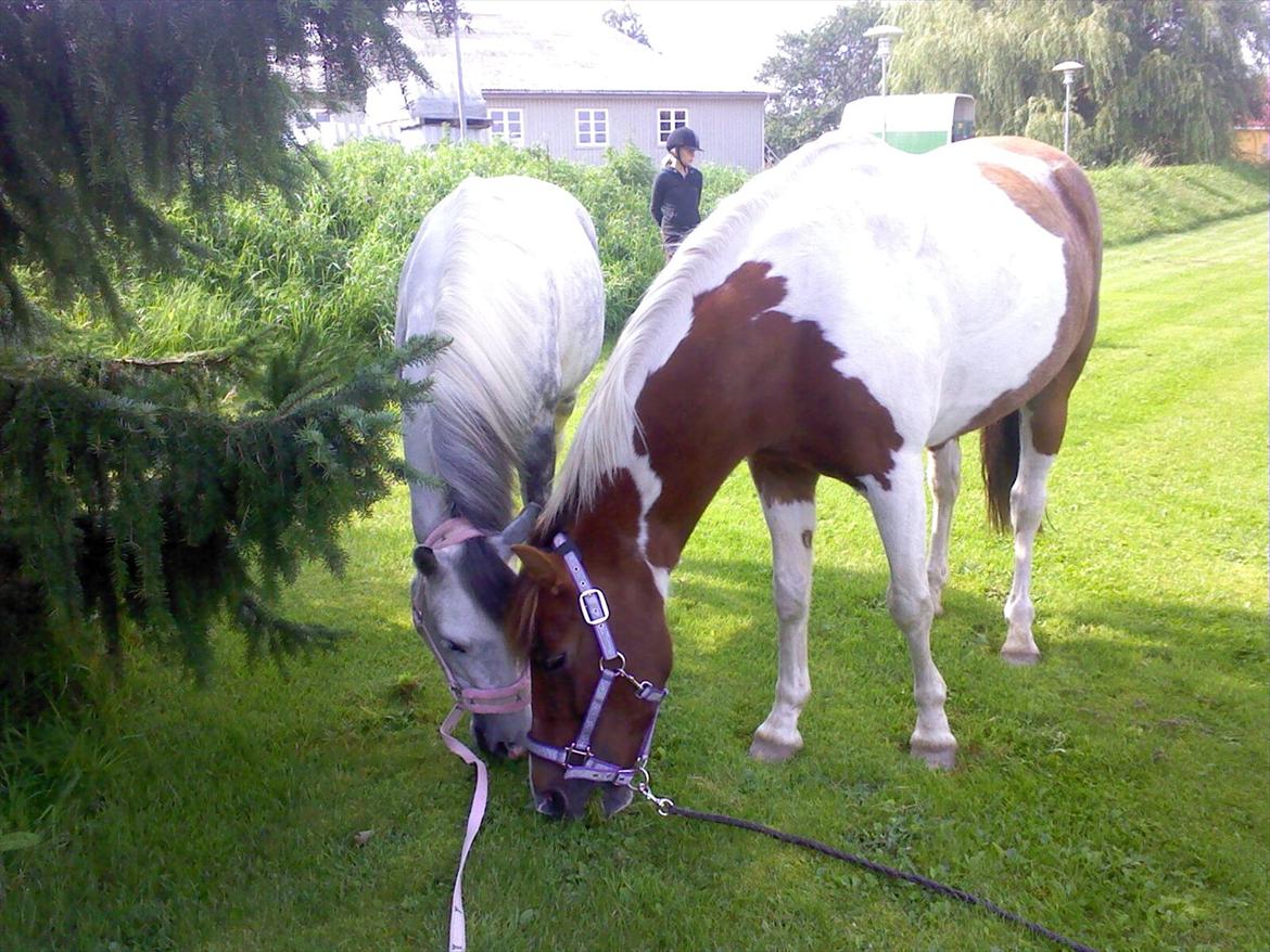 Anden særlig race Pink Lady <3 savnet   billede 14