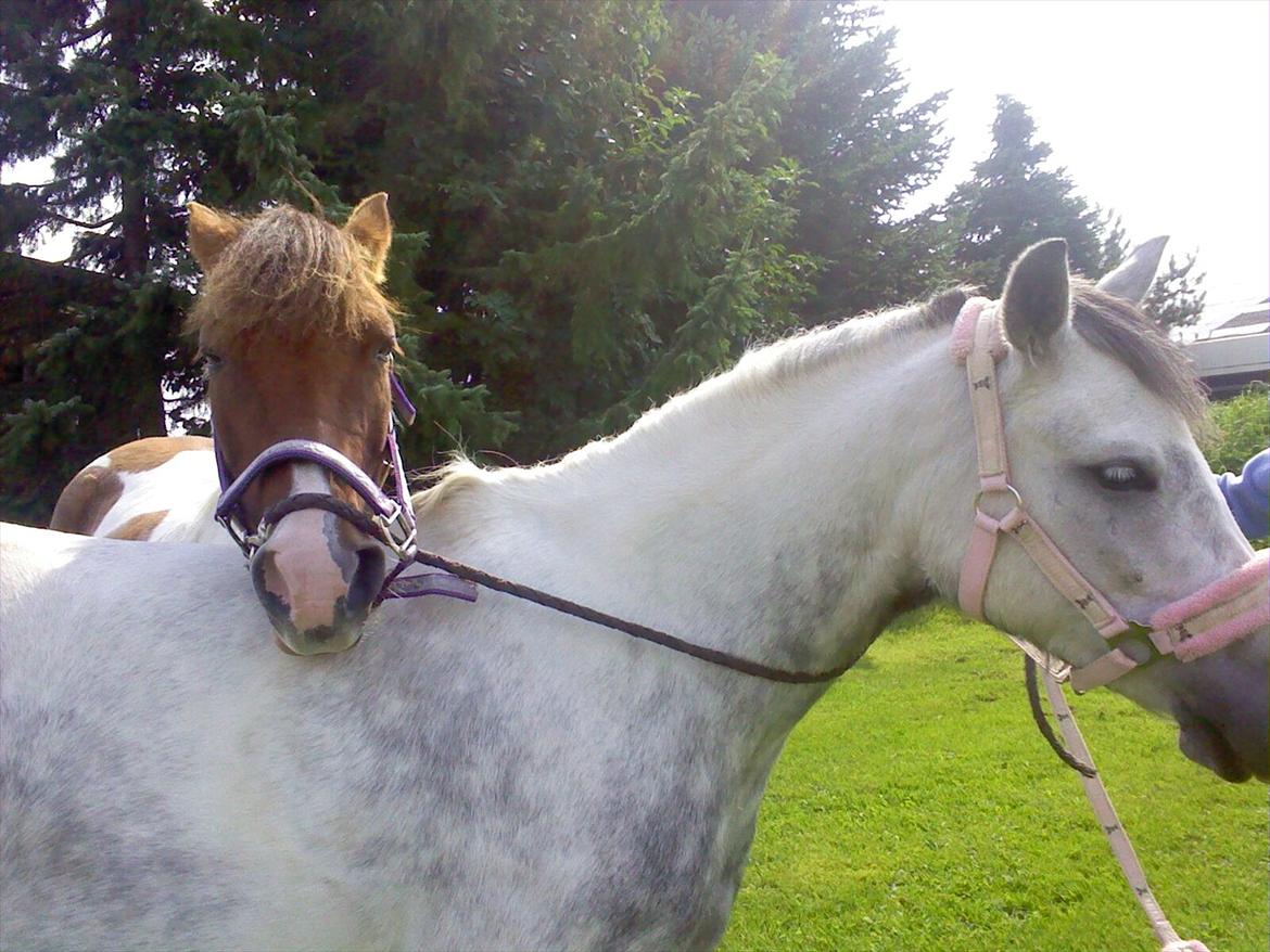 Anden særlig race Pink Lady <3 savnet   billede 15
