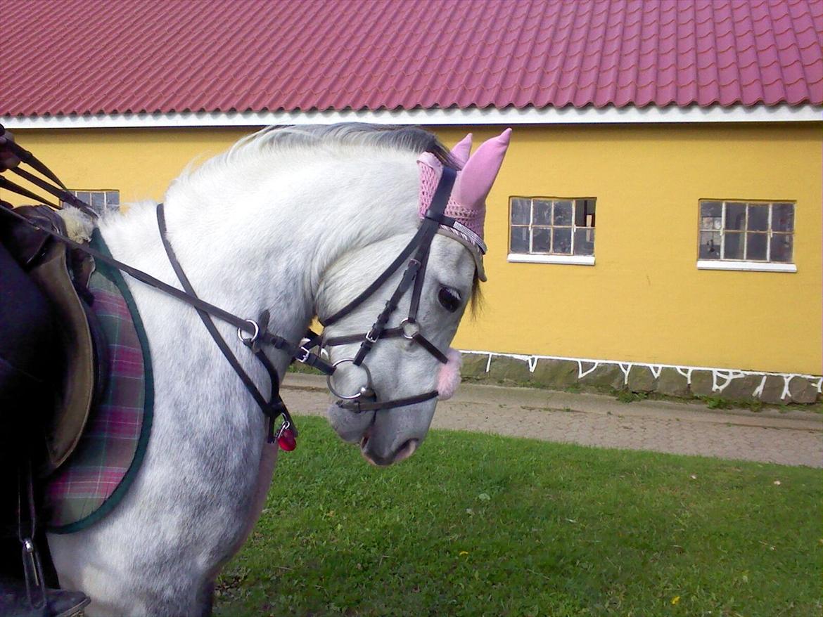 Anden særlig race Pink Lady <3 savnet   billede 17