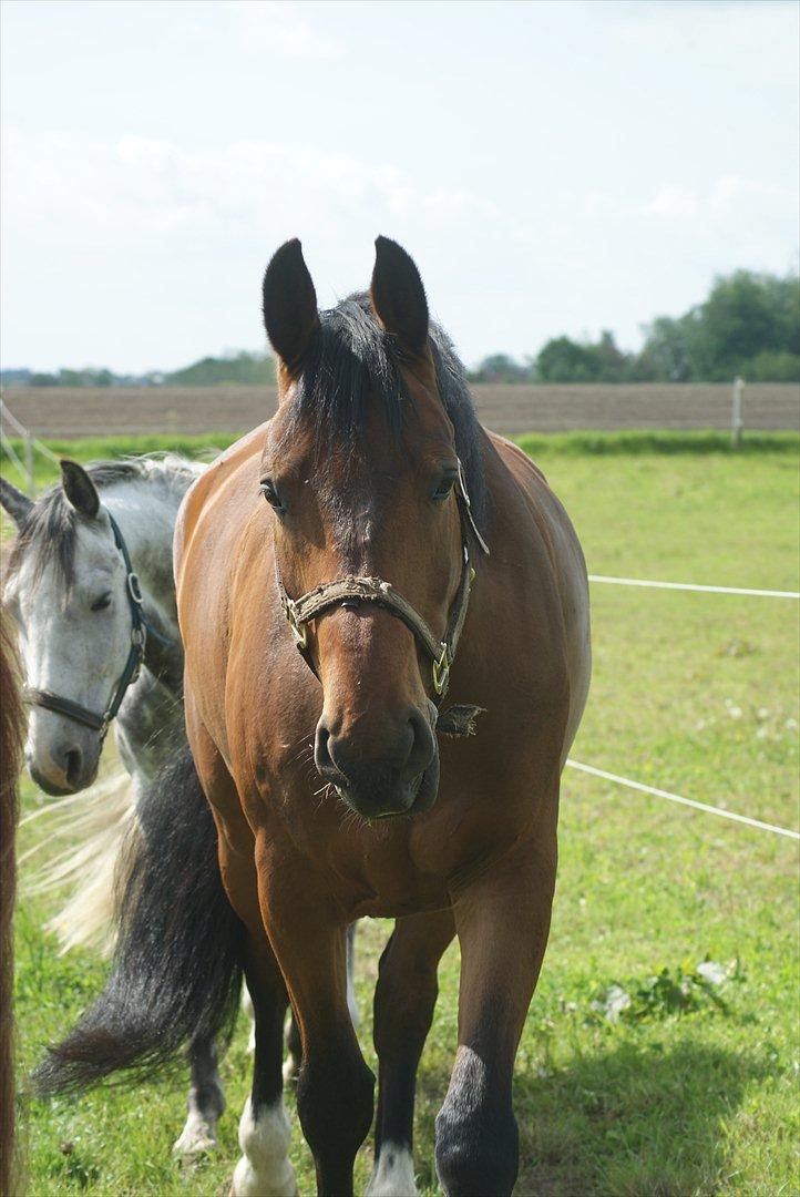 Anden særlig race La Estralja De Maikon (Lucky) passede solgt og sav - foto janine tusind tak!:-) billede 10
